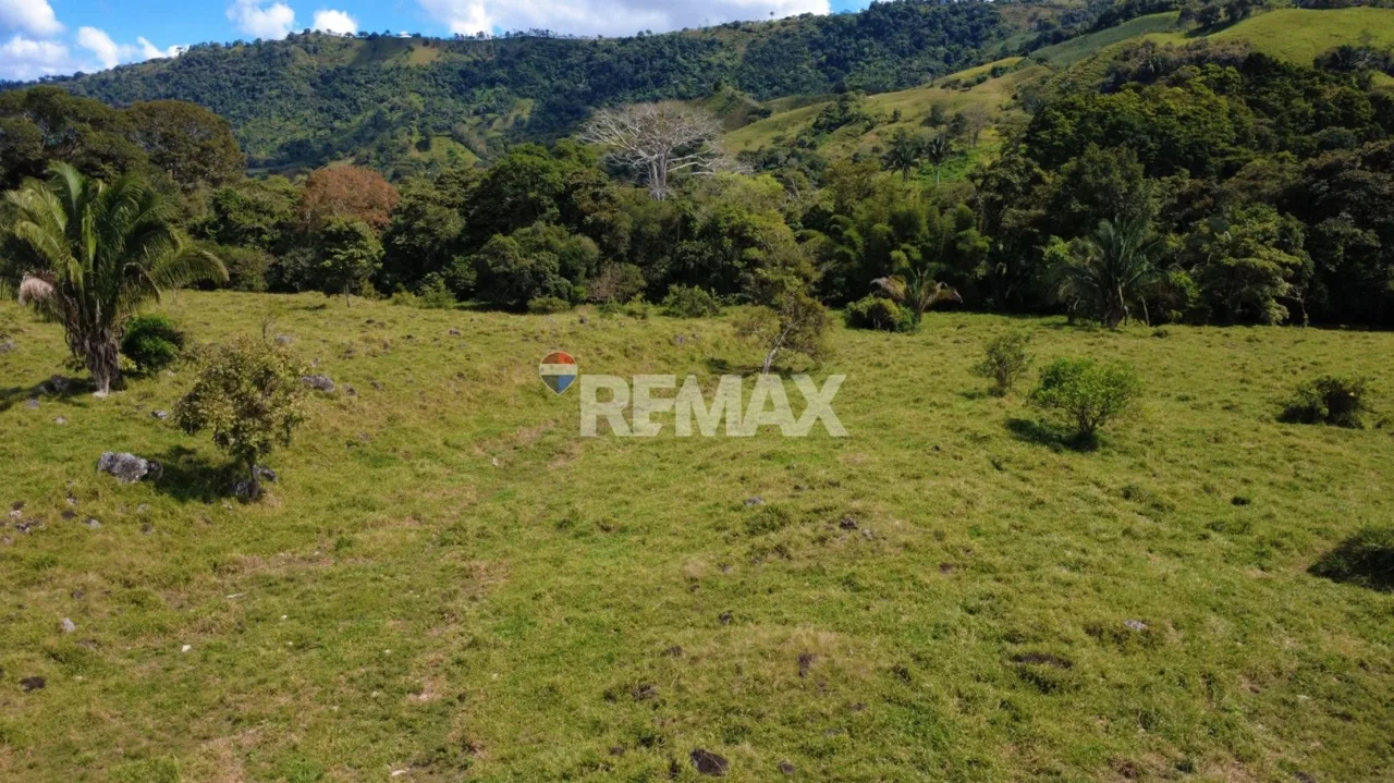 Flat Cattle Farm for sale in Perez Zeledon, photo 7