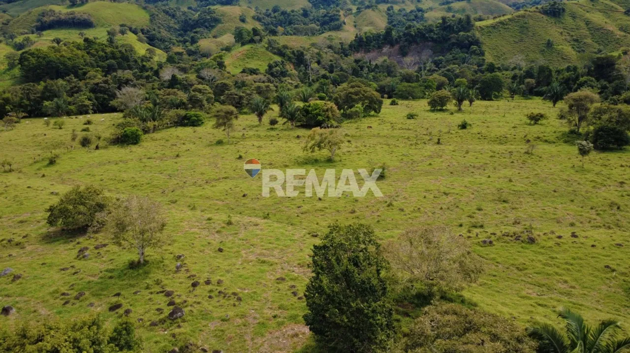 Flat Cattle Farm for sale in Perez Zeledon, photo 9