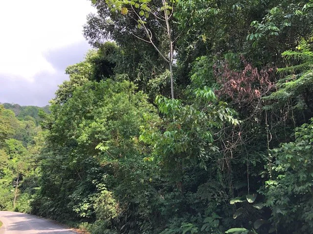 6.5 ACRES – Space To Grow, Build & Thrive, Close To The Beach & Commercial Potential Road Frontage!!!!!: Mountain and Countryside Development Parcel For Sale in Platanillo de Dominical, photo 2
