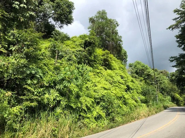 6.5 ACRES – Space To Grow, Build & Thrive, Close To The Beach & Commercial Potential Road Frontage!!!!!: Mountain and Countryside Development Parcel For Sale in Platanillo de Dominical, photo 11