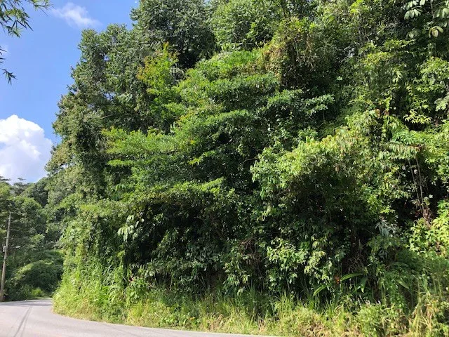 6.5 ACRES – Space To Grow, Build & Thrive, Close To The Beach & Commercial Potential Road Frontage!!!!!: Mountain and Countryside Development Parcel For Sale in Platanillo de Dominical, photo 12