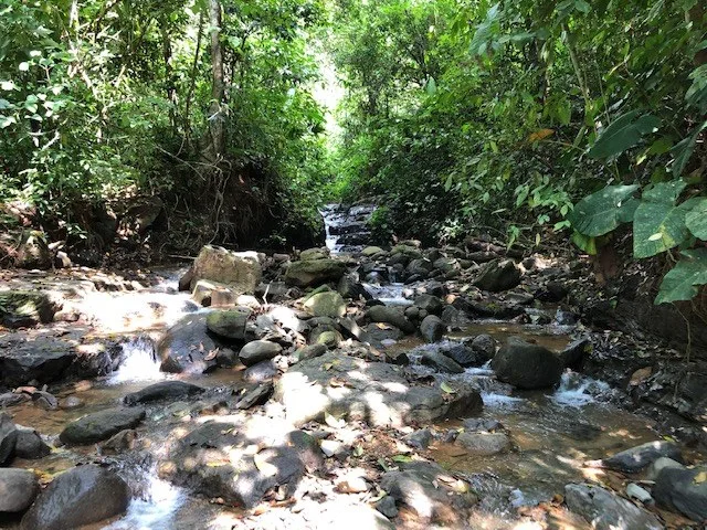 6.5 ACRES – Space To Grow, Build & Thrive, Close To The Beach & Commercial Potential Road Frontage!!!!!: Mountain and Countryside Development Parcel For Sale in Platanillo de Dominical, photo 6