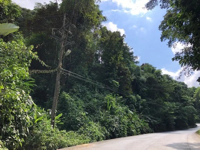 6.5 ACRES – Space To Grow, Build & Thrive, Close To The Beach & Commercial Potential Road Frontage!!!!!: Mountain and Countryside Development Parcel For Sale in Platanillo de Dominical, photo 8