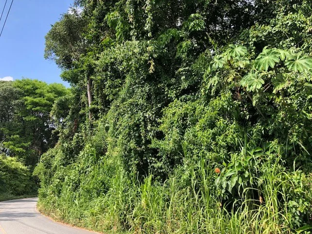 6.5 ACRES – Space To Grow, Build & Thrive, Close To The Beach & Commercial Potential Road Frontage!!!!!: Mountain and Countryside Development Parcel For Sale in Platanillo de Dominical, photo 9