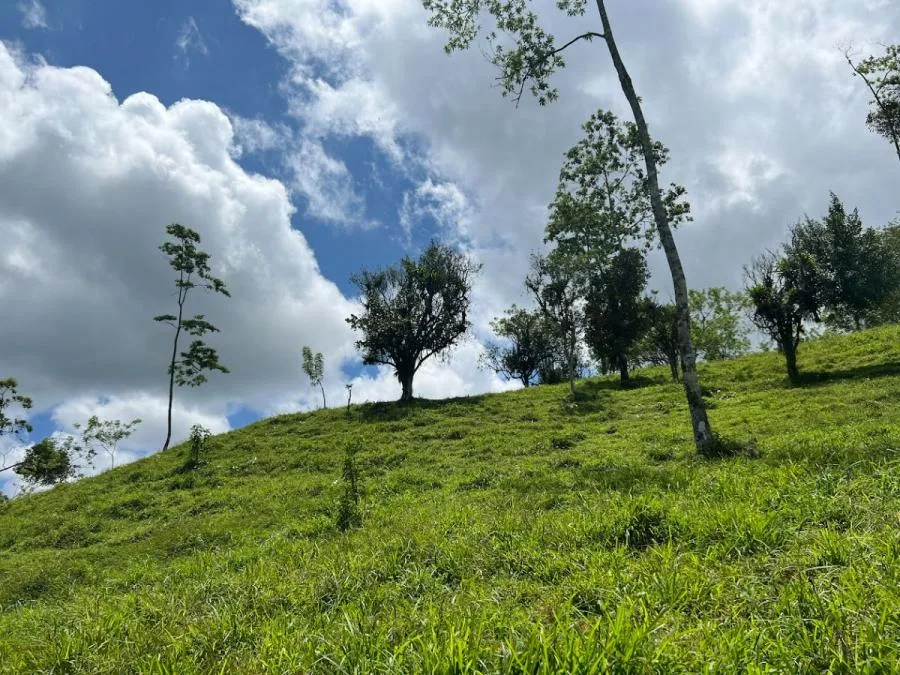 En Venta Finca Con Vistas Únicas Al Lago Cote Y Arenal ; Idi: 96219 - Venta en Arenal, photo 4