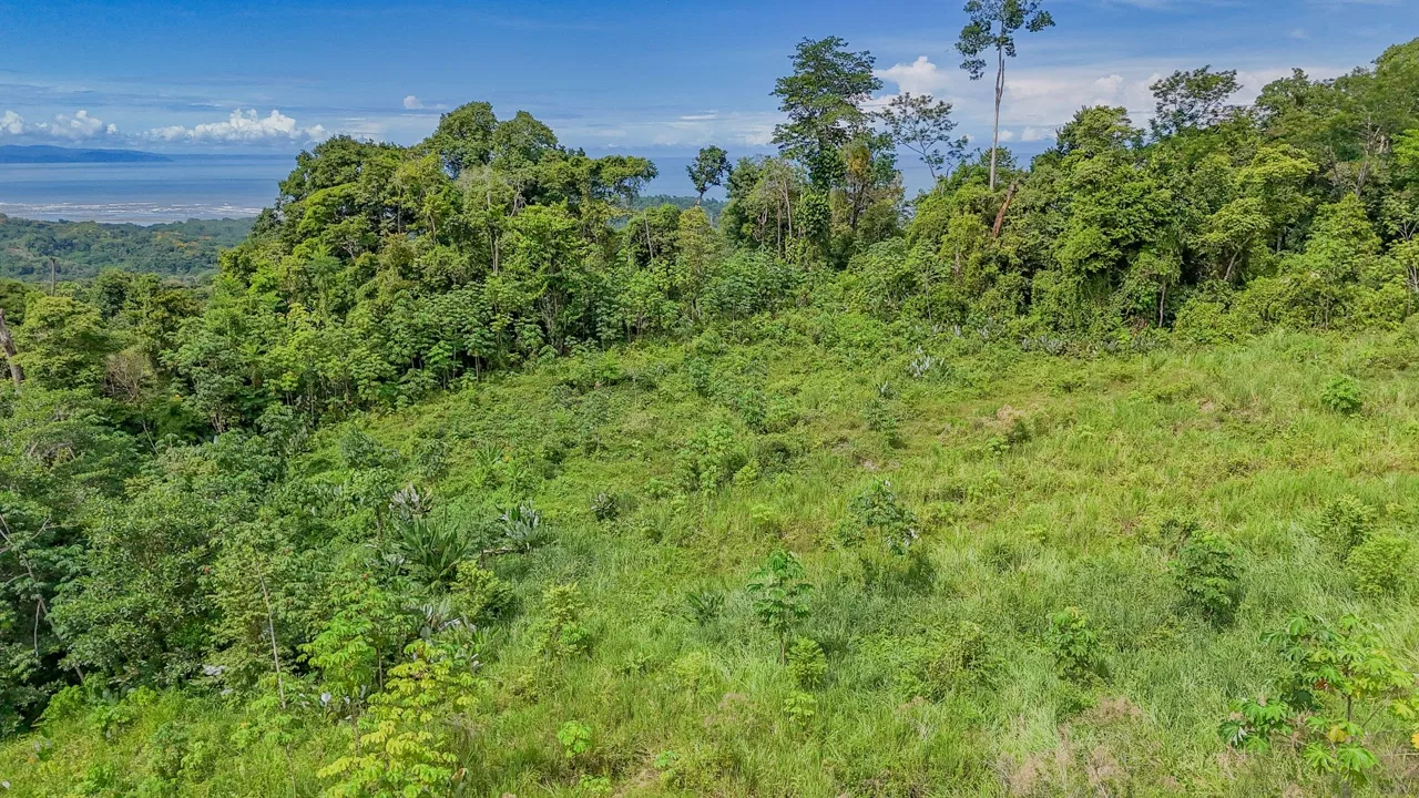 JUNGLE PROPERTY IN OJOCHAL – 4.1 ACRES, photo 15