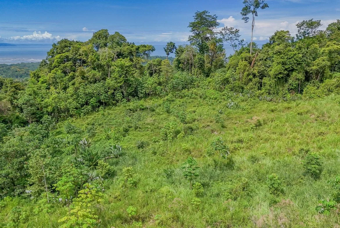 JUNGLE PROPERTY IN OJOCHAL – 4.1 ACRES, photo 16