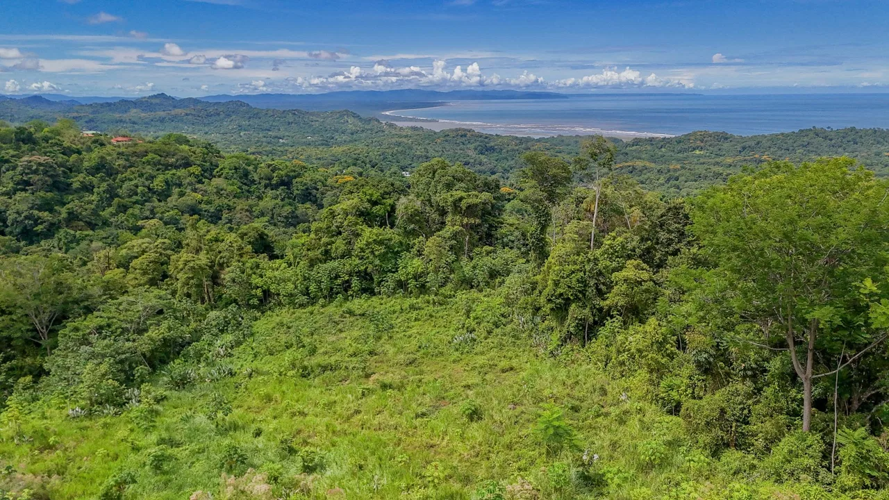 JUNGLE PROPERTY IN OJOCHAL – 4.1 ACRES, photo 17