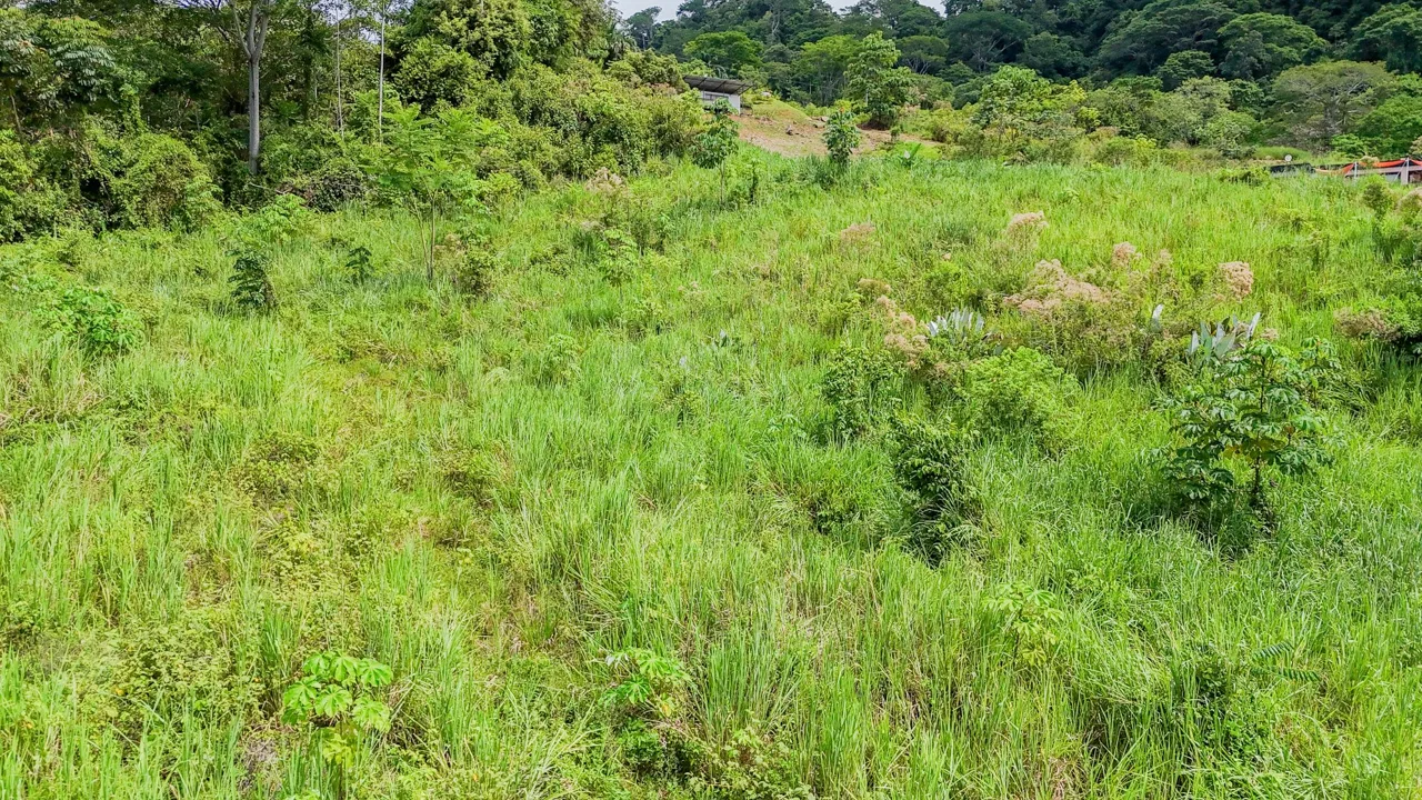 JUNGLE PROPERTY IN OJOCHAL – 4.1 ACRES, photo 19
