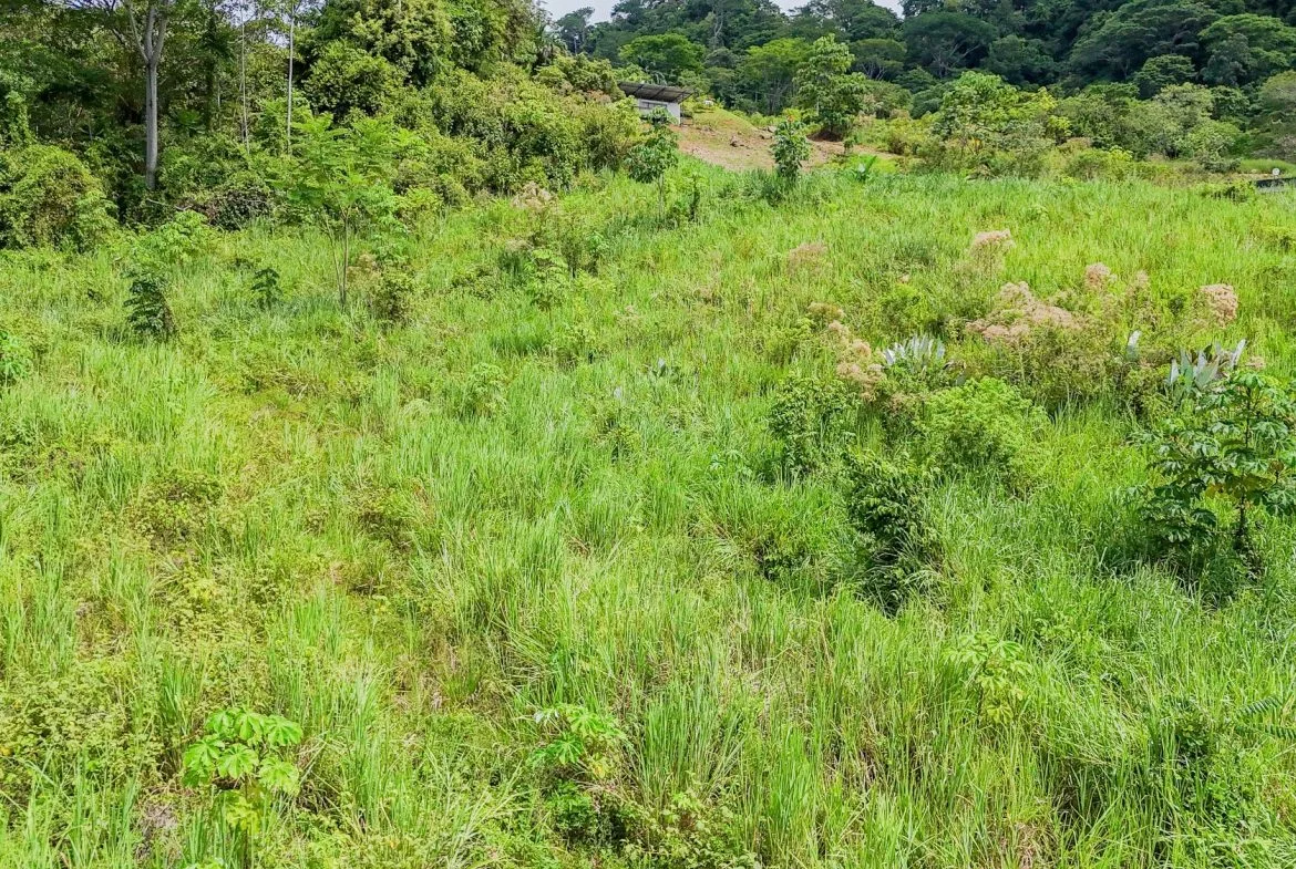 JUNGLE PROPERTY IN OJOCHAL – 4.1 ACRES, photo 20