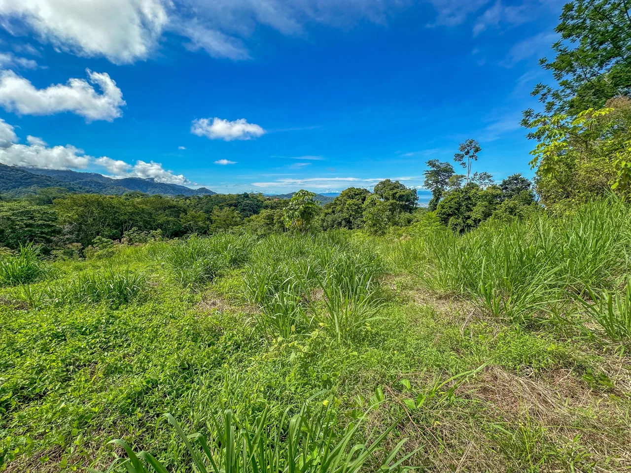 JUNGLE PROPERTY IN OJOCHAL – 4.1 ACRES, photo 3