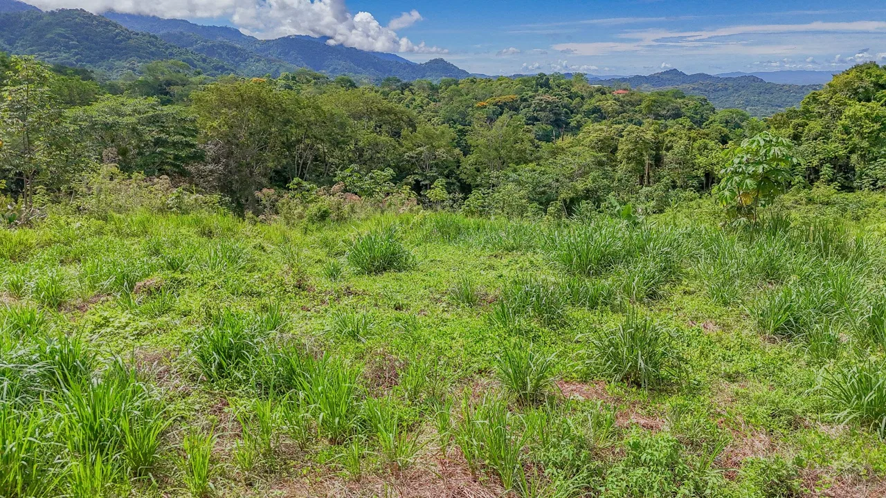 JUNGLE PROPERTY IN OJOCHAL – 4.1 ACRES, photo 23