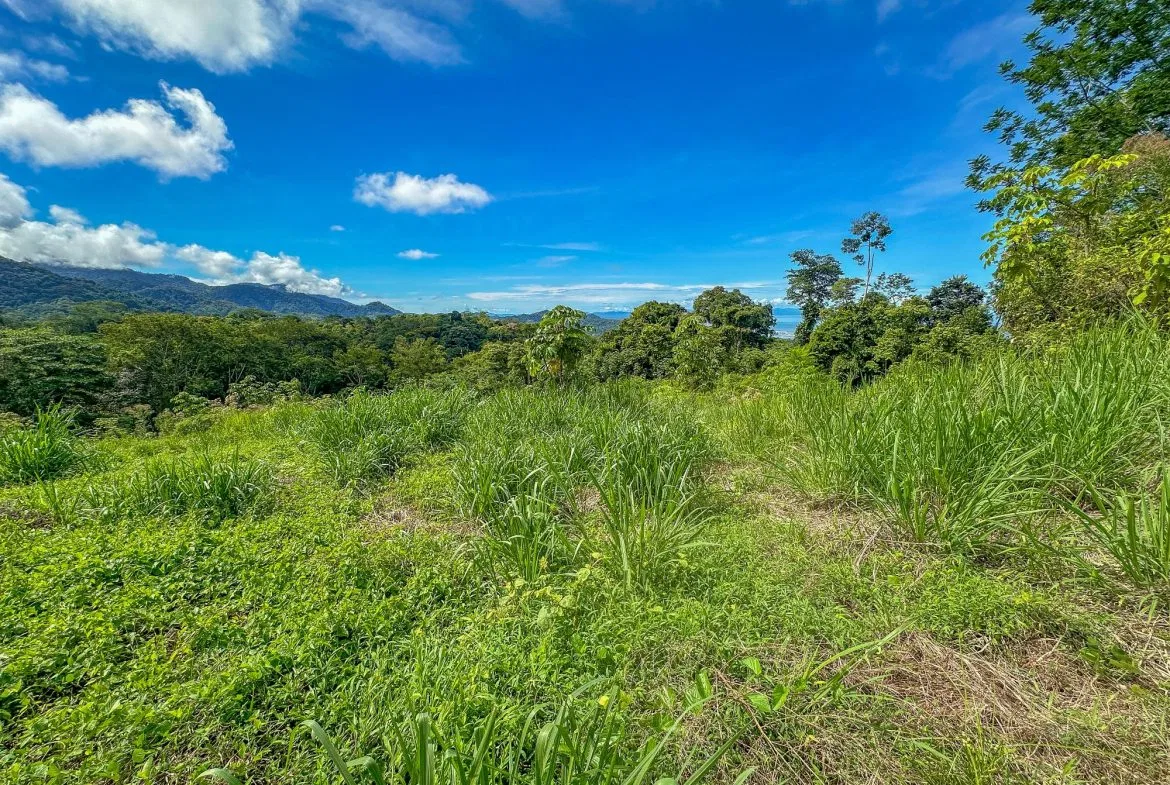 JUNGLE PROPERTY IN OJOCHAL – 4.1 ACRES, photo 4