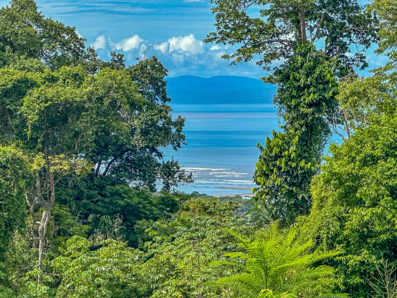 JUNGLE PROPERTY IN OJOCHAL – 4.1 ACRES, photo 5