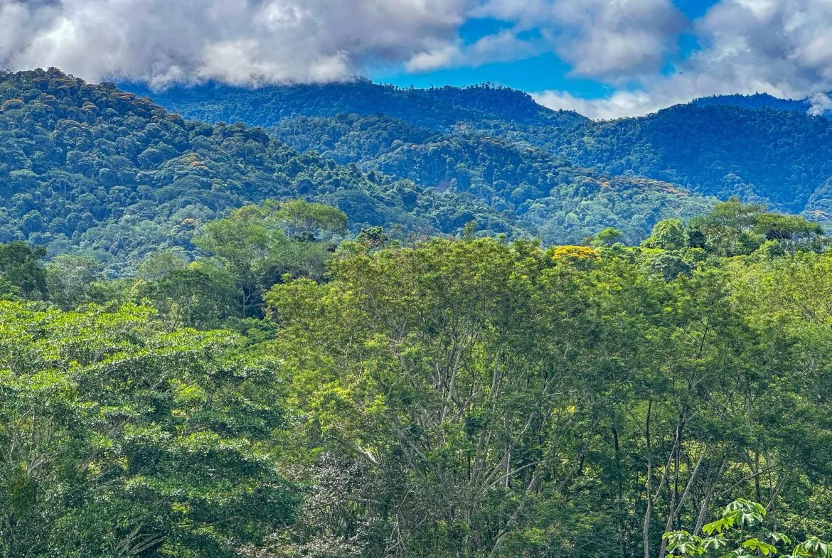 JUNGLE PROPERTY IN OJOCHAL – 4.1 ACRES, photo 8
