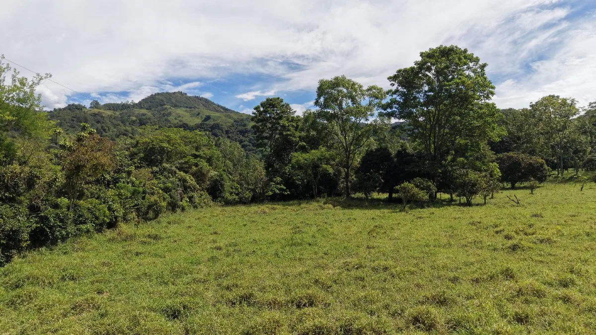 SE VENDE FINCA CON QUEBRADA NATURAL Y FACIL ACCESO EN SAN FRANCISCO DE RIVAS - Venta en Pérez Zeledón
