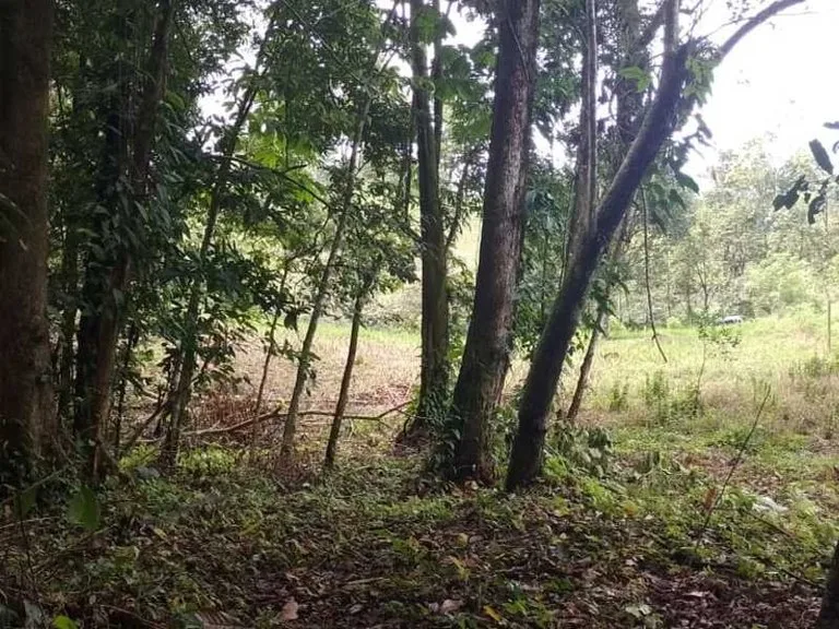 Stunning River & Jungle View Lot Ready To Build | Tres Rios, Coronado, photo 12
