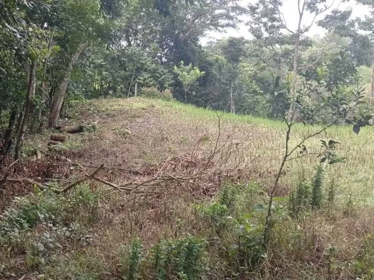 Stunning River & Jungle View Lot Ready To Build | Tres Rios, Coronado, photo 8
