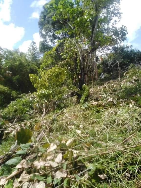 Exceptional Development Opportunity in Puerto Cortes, Osa, photo 2