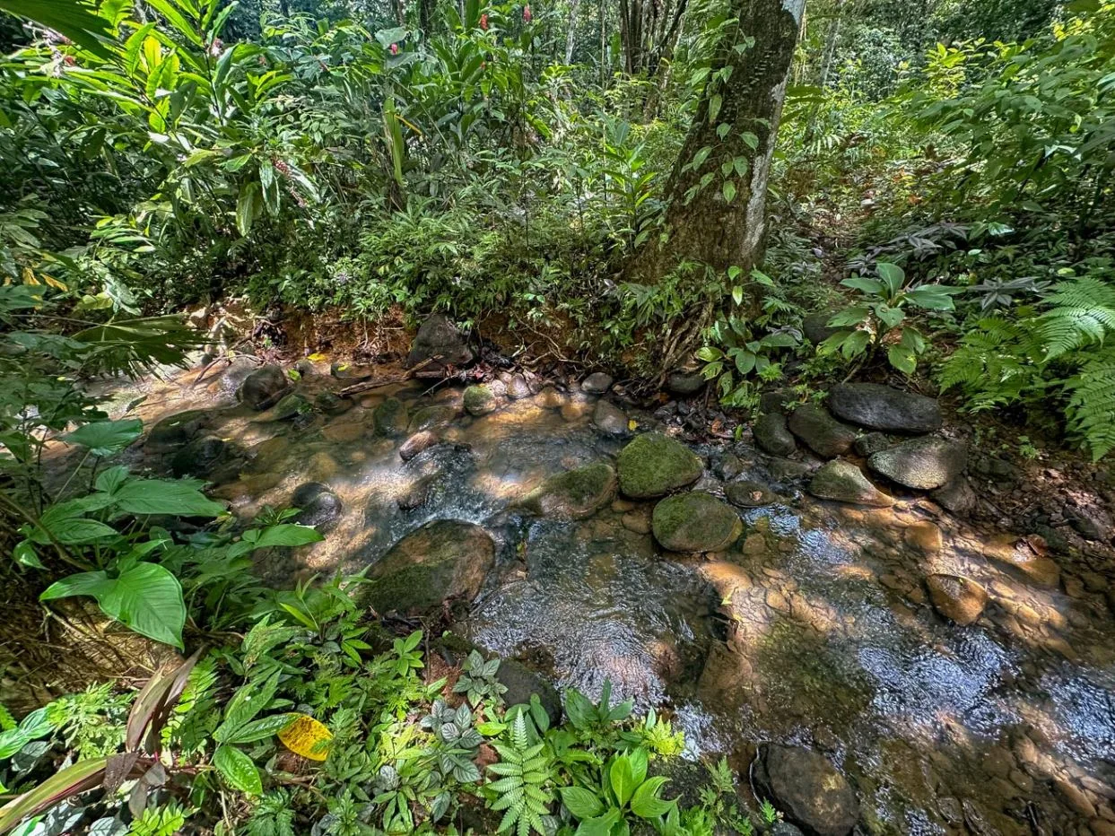 PROPERTY WITH GUEST HOUSE, IN OJOCHAL – 1.96 ACRES, photo 28