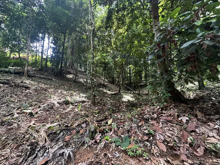 1.6 Acres Land Parcel in Ballena, Jungle Views.: Mountain Home Construction Site For Sale in Bahía Ballena, photo 2