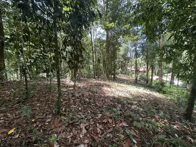 1.6 Acres Land Parcel in Ballena, Jungle Views.: Mountain Home Construction Site For Sale in Bahía Ballena, photo 11