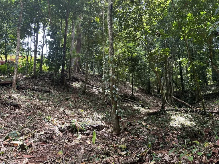 1.6 Acres Land Parcel in Ballena, Jungle Views.: Mountain Home Construction Site For Sale in Bahía Ballena, photo 3