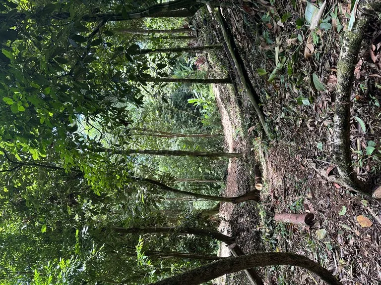 1.6 Acres Land Parcel in Ballena, Jungle Views.: Mountain Home Construction Site For Sale in Bahía Ballena, photo 4