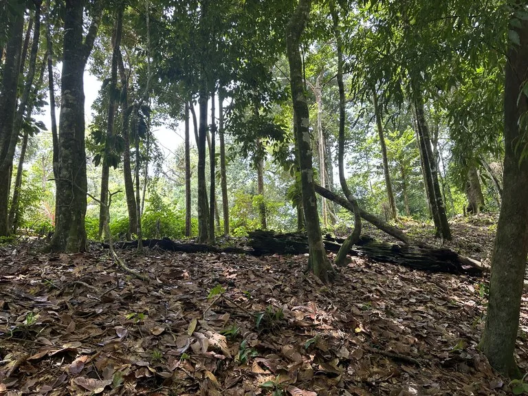 1.6 Acres Land Parcel in Ballena, Jungle Views.: Mountain Home Construction Site For Sale in Bahía Ballena, photo 5