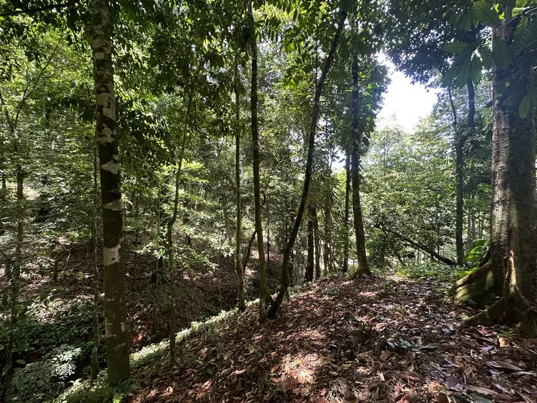 1.6 Acres Land Parcel in Ballena, Jungle Views.: Mountain Home Construction Site For Sale in Bahía Ballena, photo 6