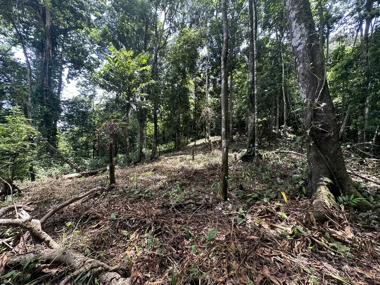 1.6 Acres Land Parcel in Ballena, Jungle Views.: Mountain Home Construction Site For Sale in Bahía Ballena, photo 7