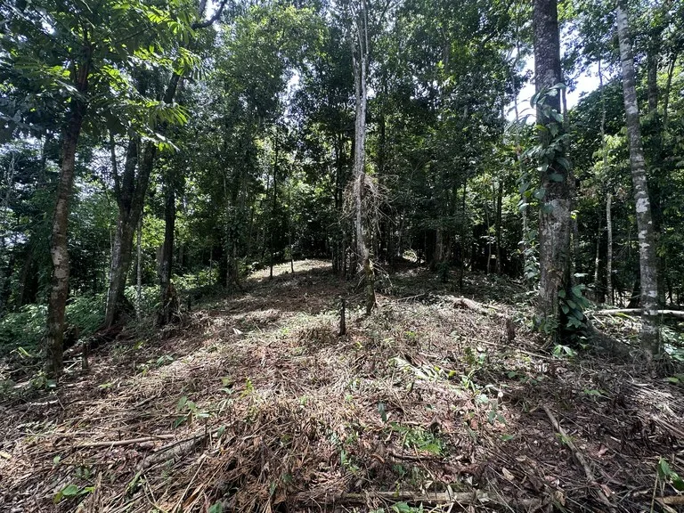 1.6 Acres Land Parcel in Ballena, Jungle Views.: Mountain Home Construction Site For Sale in Bahía Ballena, photo 8