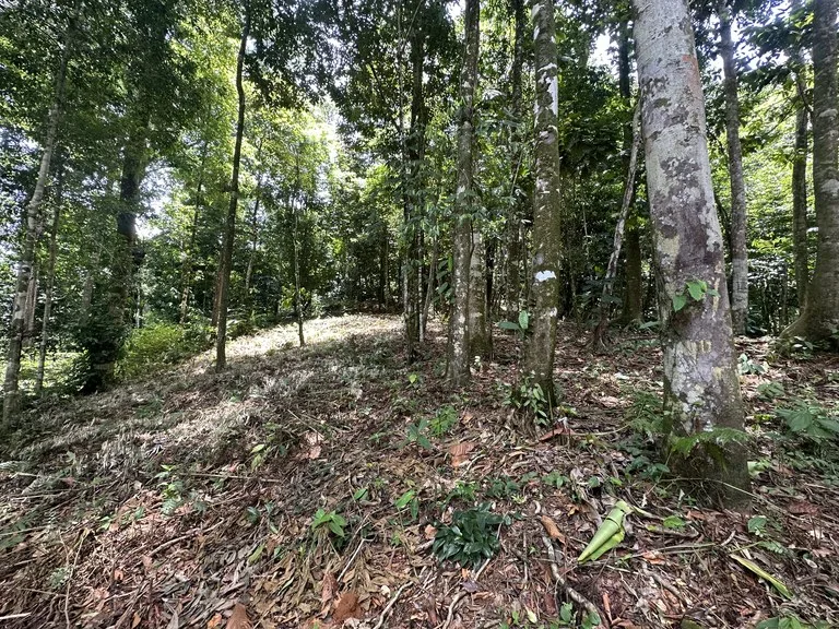 1.6 Acres Land Parcel in Ballena, Jungle Views.: Mountain Home Construction Site For Sale in Bahía Ballena, photo 9