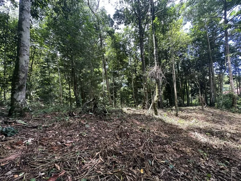 1.6 Acres Land Parcel in Ballena, Jungle Views.: Mountain Home Construction Site For Sale in Bahía Ballena, photo 10