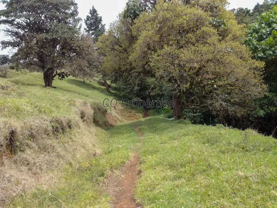 Farm for sale, El Roble/Santa Barbara, 18.7 hectares, photo 9