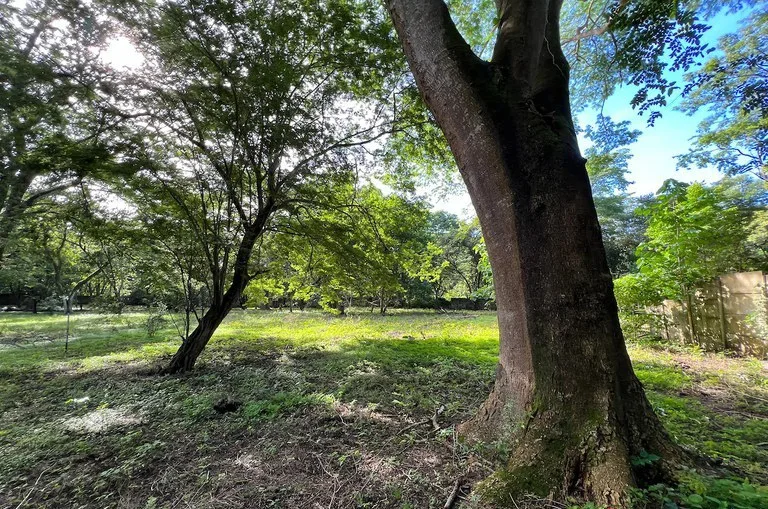 Development Parcel in Matapalo