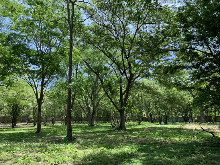 Development Parcel in Matapalo, photo 15