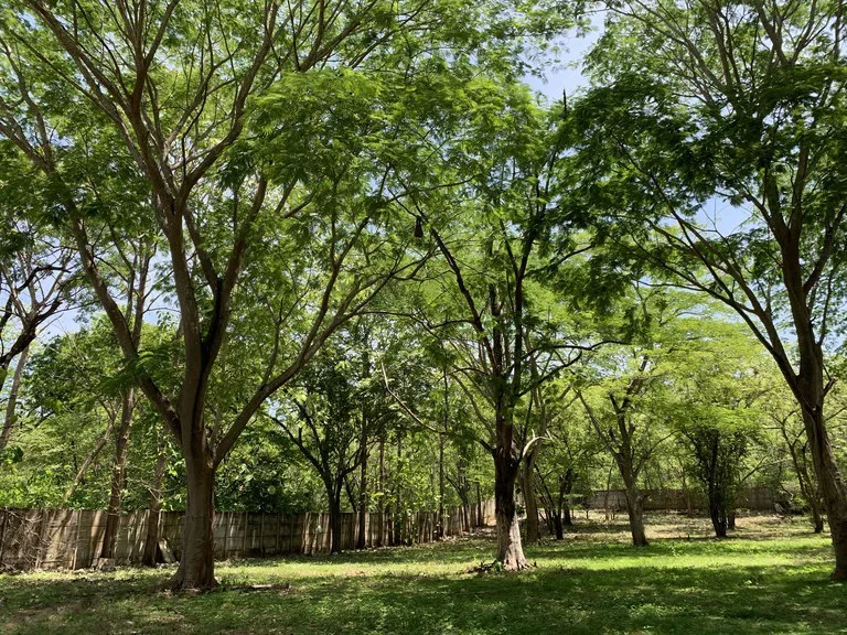 Development Parcel in Matapalo, photo 7