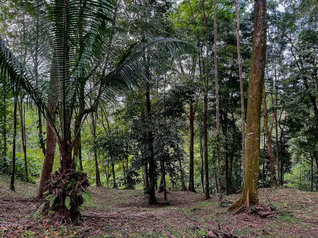 DEVELOPMENT LAND NEAR TO THE CITY AND THE BEACH, IN BAHIA BALLENA – 29 ACRES, photo 19
