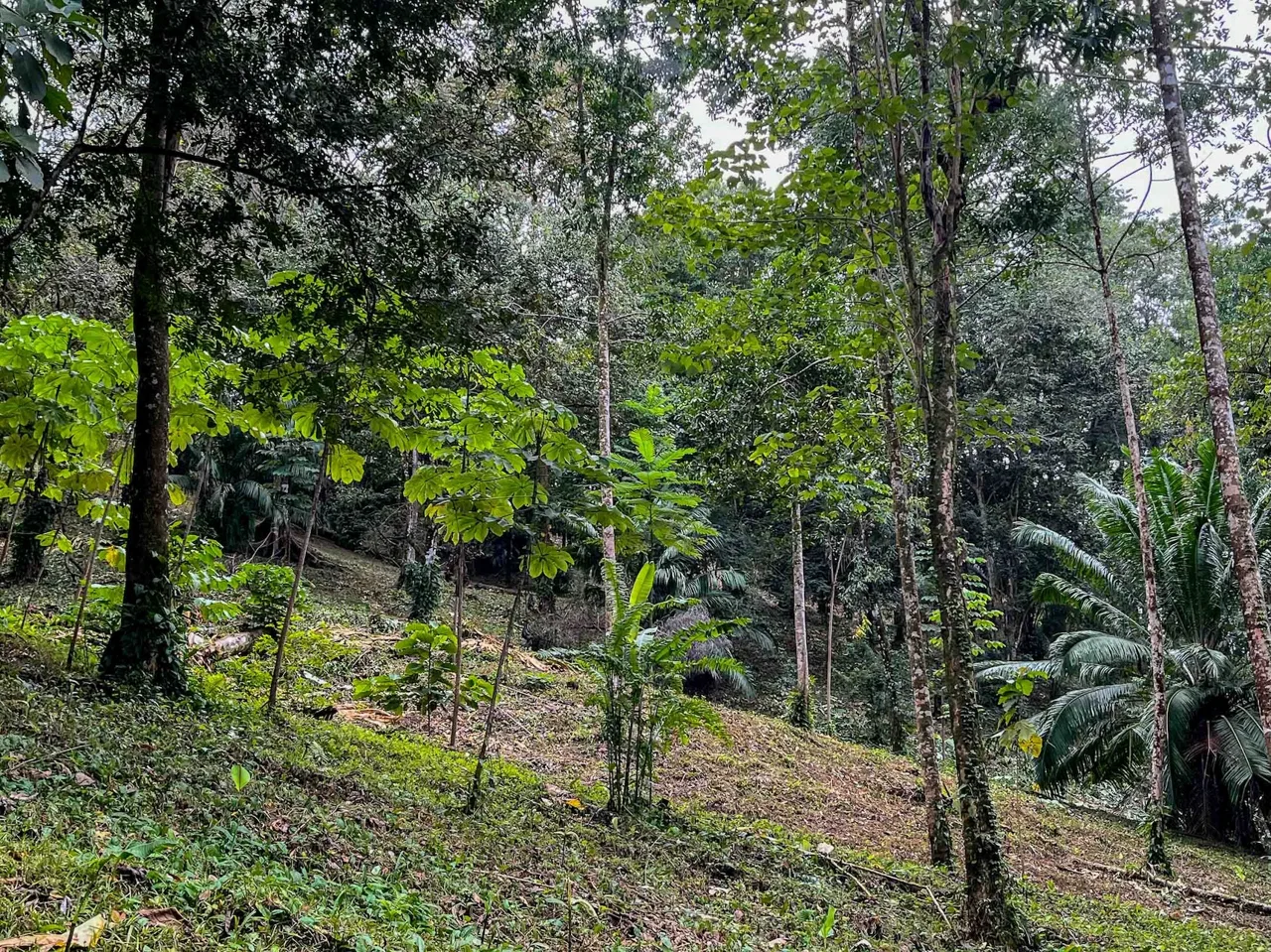 DEVELOPMENT LAND NEAR TO THE CITY AND THE BEACH, IN BAHIA BALLENA – 29 ACRES, photo 21