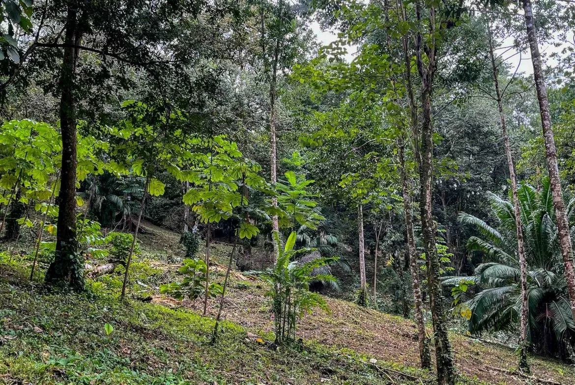 DEVELOPMENT LAND NEAR TO THE CITY AND THE BEACH, IN BAHIA BALLENA – 29 ACRES, photo 22