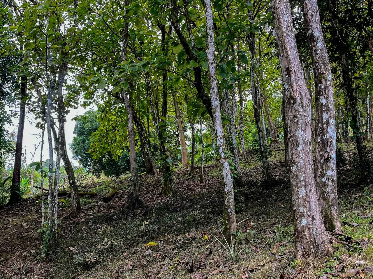 DEVELOPMENT LAND NEAR TO THE CITY AND THE BEACH, IN BAHIA BALLENA – 29 ACRES, photo 23