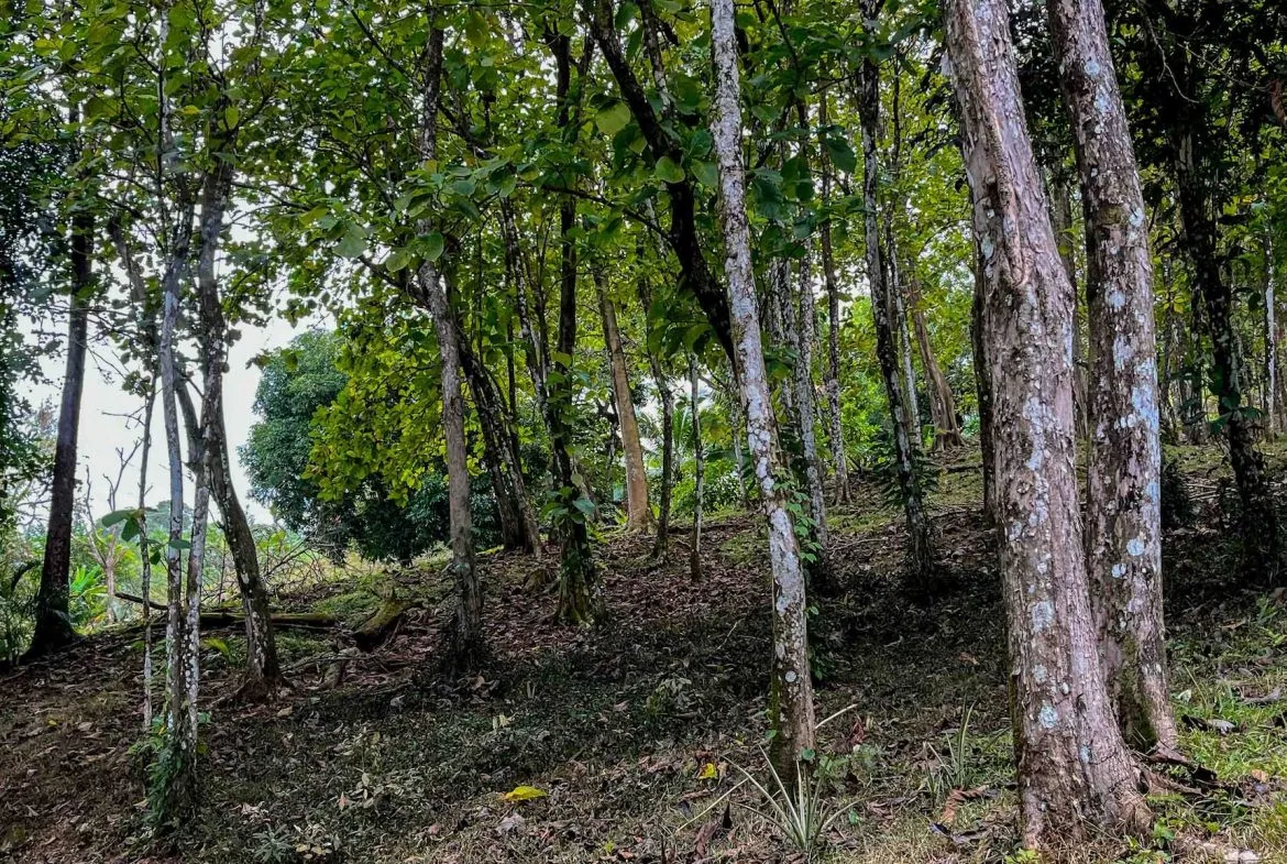 DEVELOPMENT LAND NEAR TO THE CITY AND THE BEACH, IN BAHIA BALLENA – 29 ACRES, photo 24