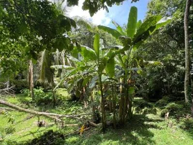 Tu pedazo de paraÍso cerca de Cahuita & el Parque Nacional, photo 2
