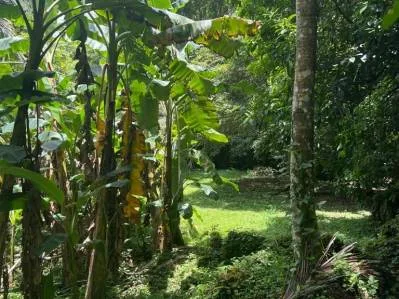 Tu pedazo de paraÍso cerca de Cahuita & el Parque Nacional, photo 4
