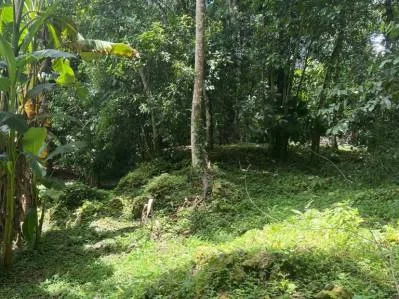 Tu pedazo de paraÍso cerca de Cahuita & el Parque Nacional, photo 6