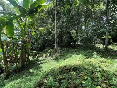 Tu pedazo de paraÍso cerca de Cahuita & el Parque Nacional, photo 7