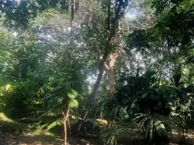 Tu pedazo de paraÍso cerca de Cahuita & el Parque Nacional, photo 8