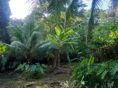 Tu pedazo de paraÍso cerca de Cahuita & el Parque Nacional, photo 9