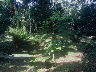 Tu pedazo de paraÍso cerca de Cahuita & el Parque Nacional, photo 10